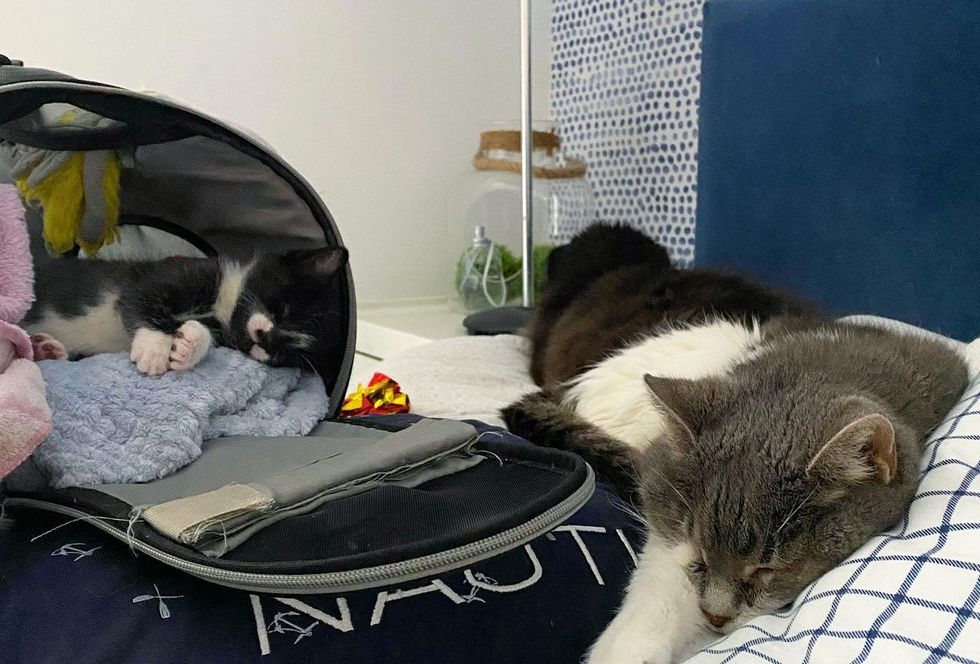 kitten sleeping with cats