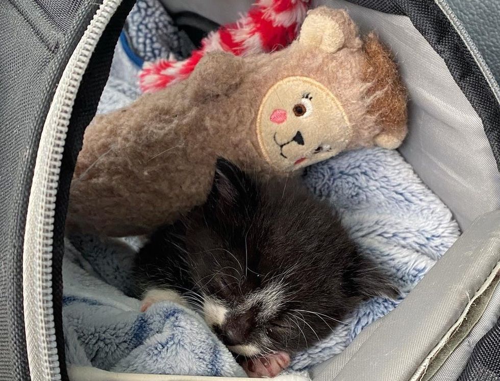 kitten tuxedo toys