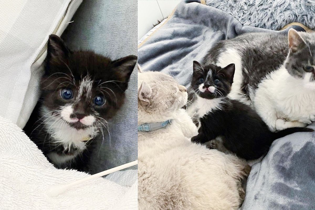 Kitten Found Meowing from the Edge of Road in the Rain, Now Has Other Cats to Look Out for Her
