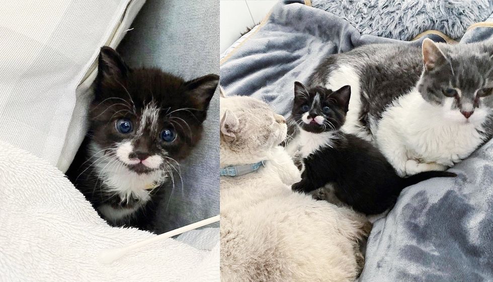 Kitten Found Meowing from the Edge of Road in the Rain, Now Has Other Cats to Look Out for Her