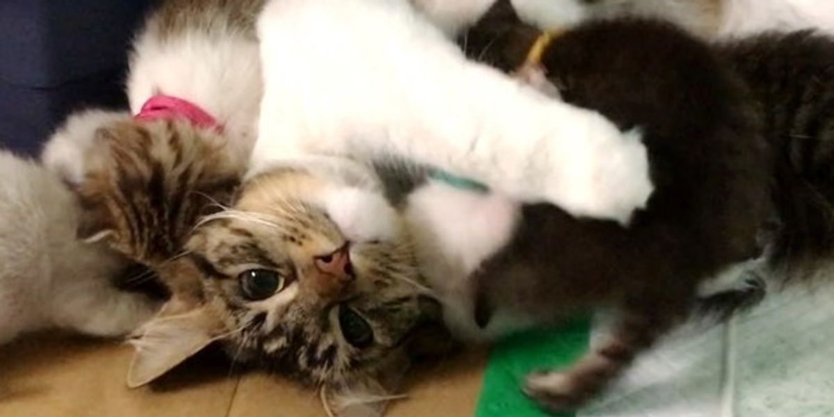 Cat Saves 9 Orphaned Kittens The Same Way She Was Saved By A Husky Cat Saves 9 Orphaned Kittens The Same Way She Was Saved By A Husky