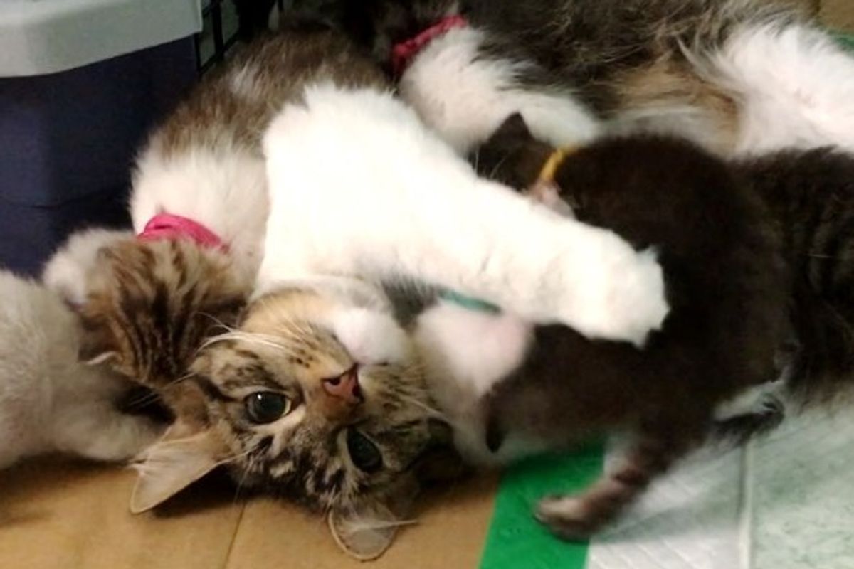 Cat Saves 9 Orphaned Kittens the Same Way She Was Saved By a Husky