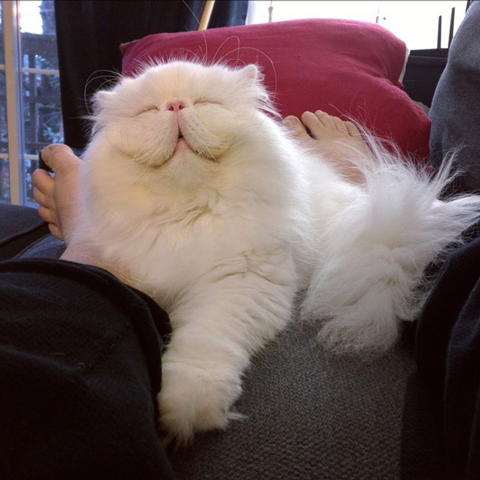 The Happiness When This Rescue Persian Has a Good Home for the First