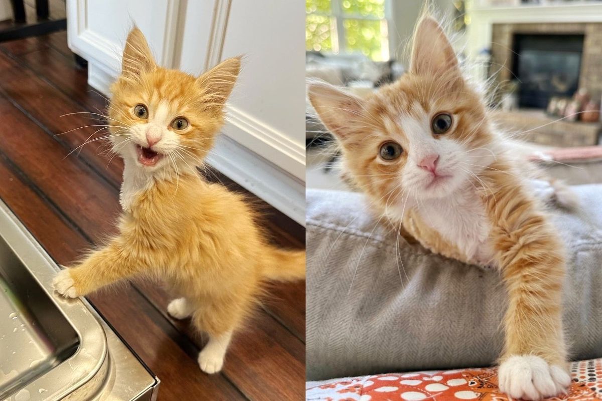 Tripod Kitten Wants to Be 'Dishwasher Supervisor' After Kind People Took Him into Their Care