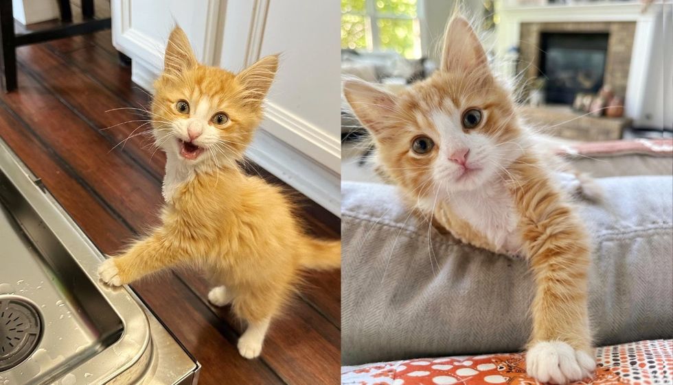 Tripod Kitten Wants to Be 'Dishwasher Supervisor' After Kind People Took Him into Their Care