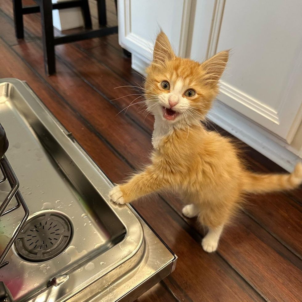 kitten dishwasher paw