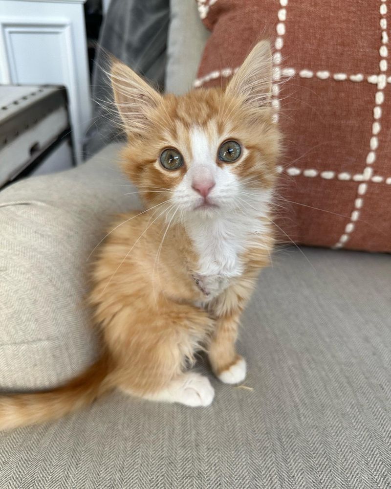 sweet tripod kitten couch