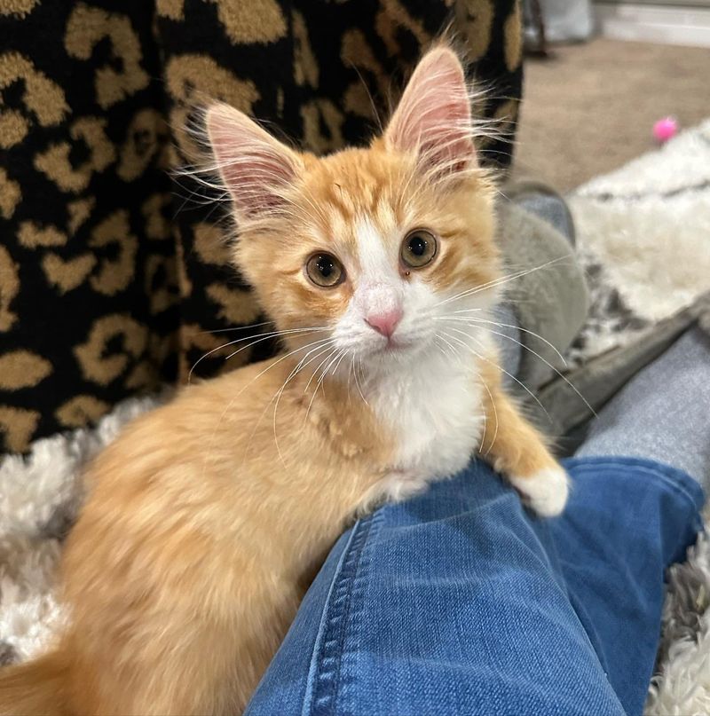 sweet snuggly kitten tripod