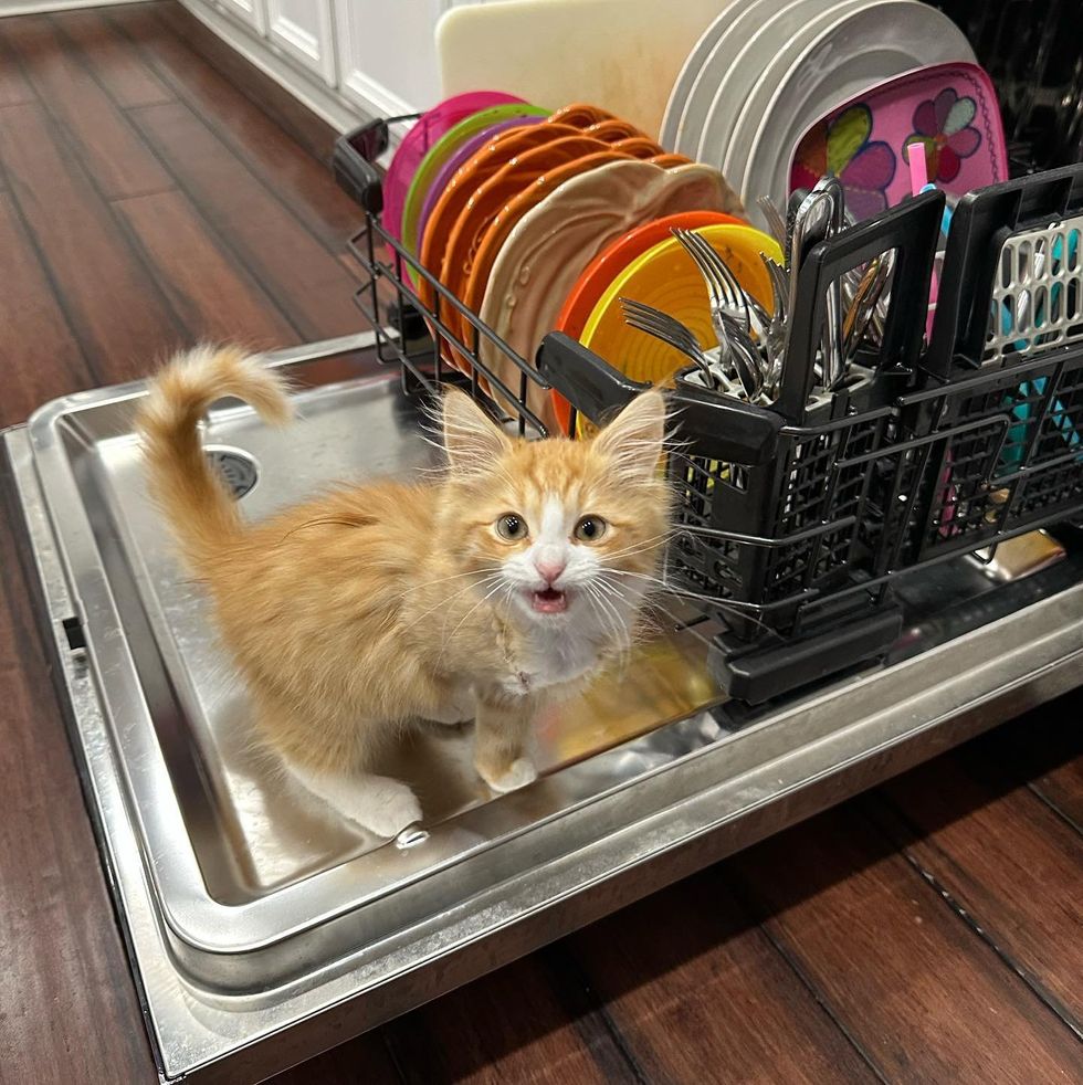 kitten on dishwasher meowing