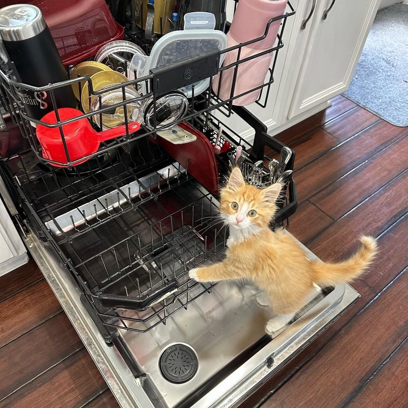 cute kitten tripod dishes