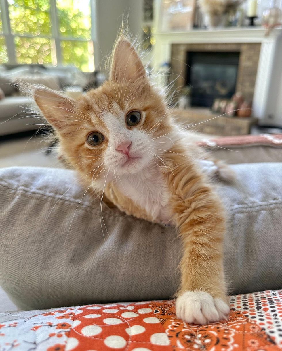 tripod kitten atop couch
