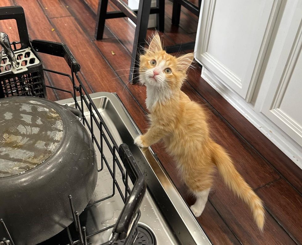 kitten supervisor tripod dishwasher