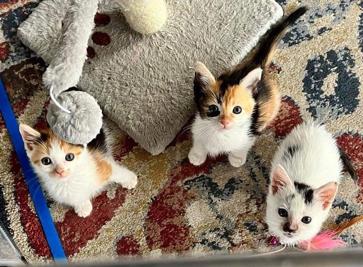 trio kittens cute