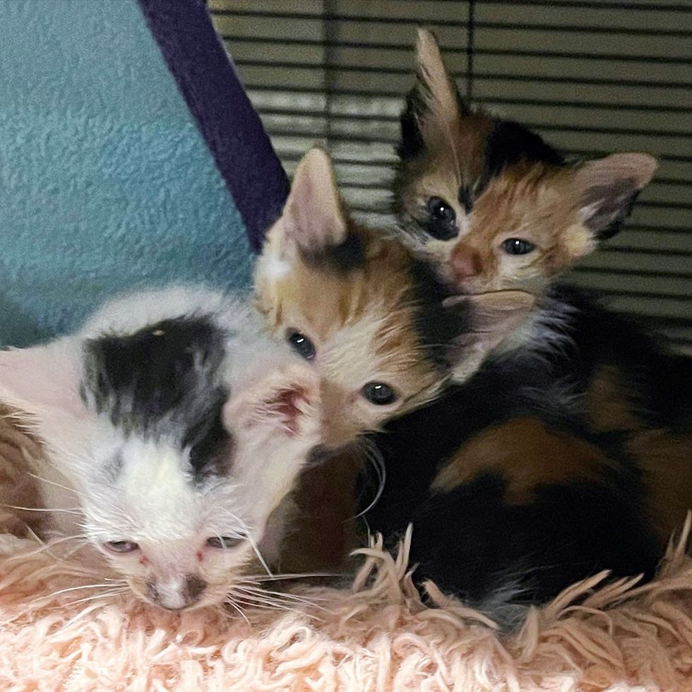 kittens rescued