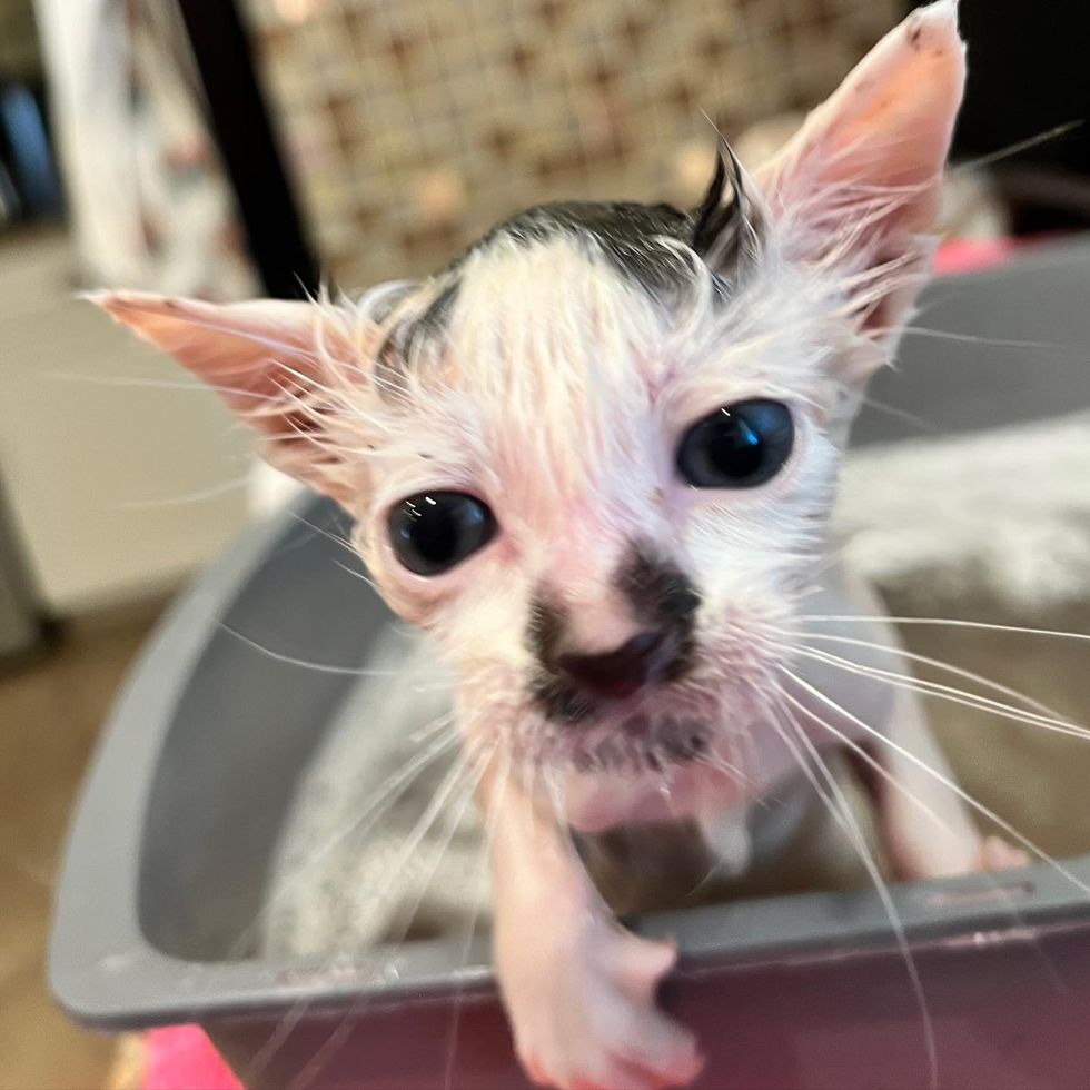kitten cleaned bath