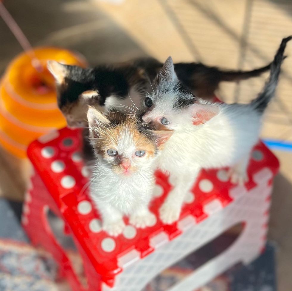 kittens sun bathing, playful kittens