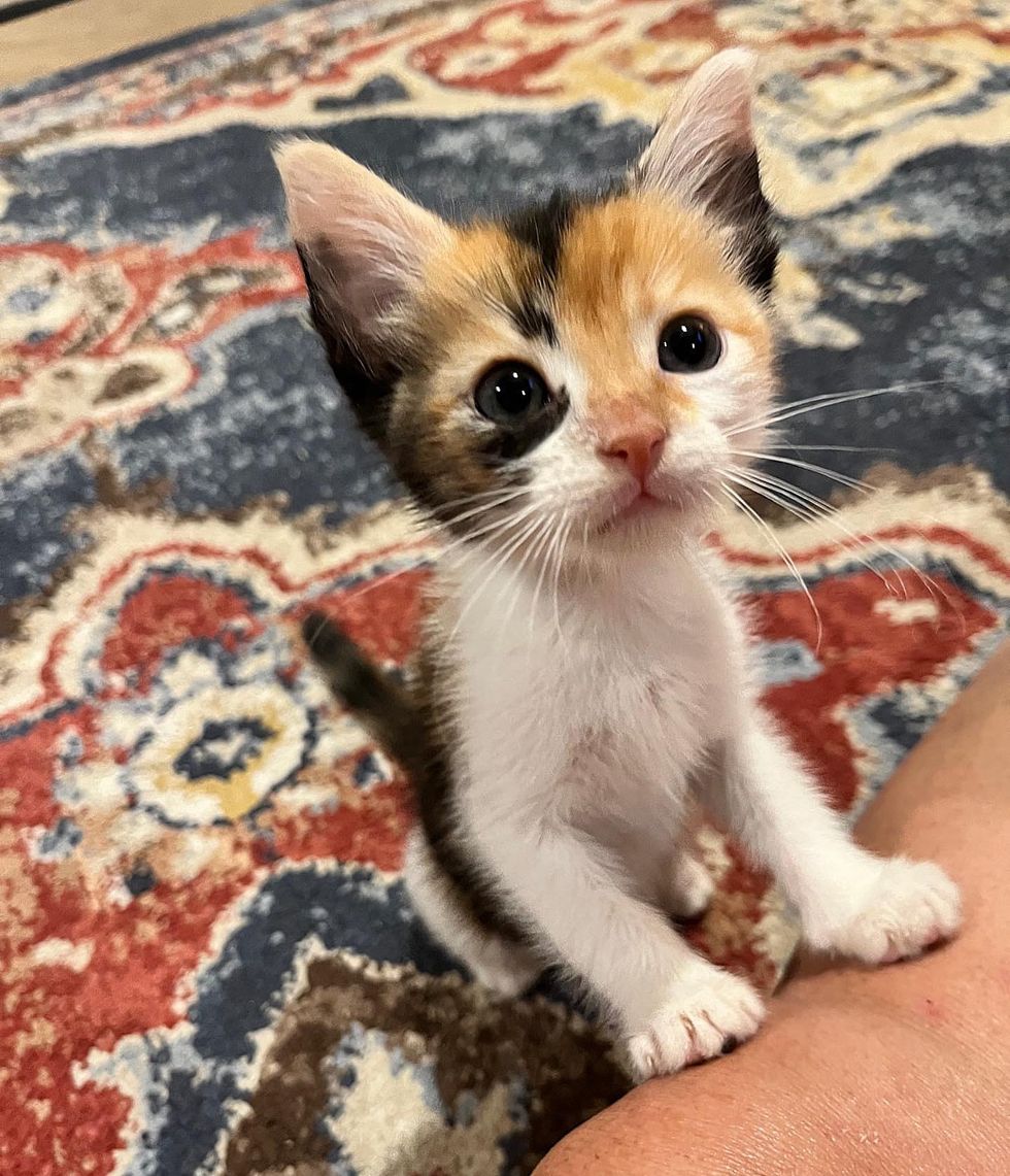 sweet kitten calico attention