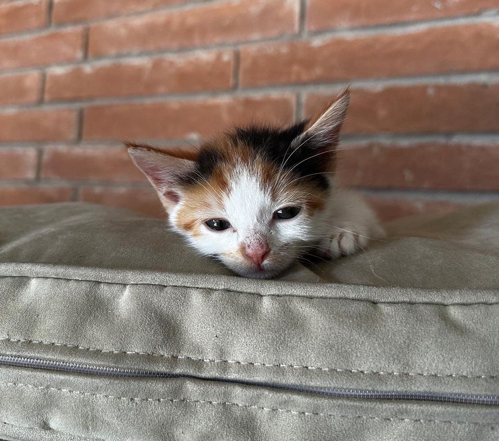 sleepy calico kitten