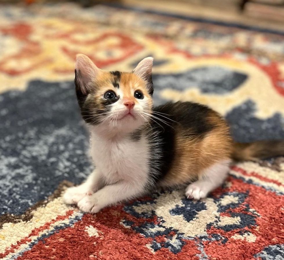 sweet playful calico kitten