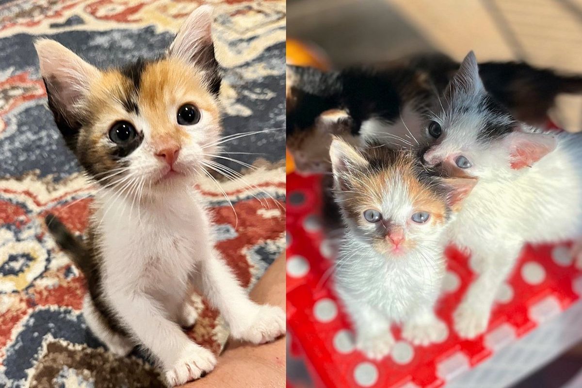 Family Saw Kittens Inside that Didn't Belong To Them, Discovered They'd Been Brought in Through Pet Entrance