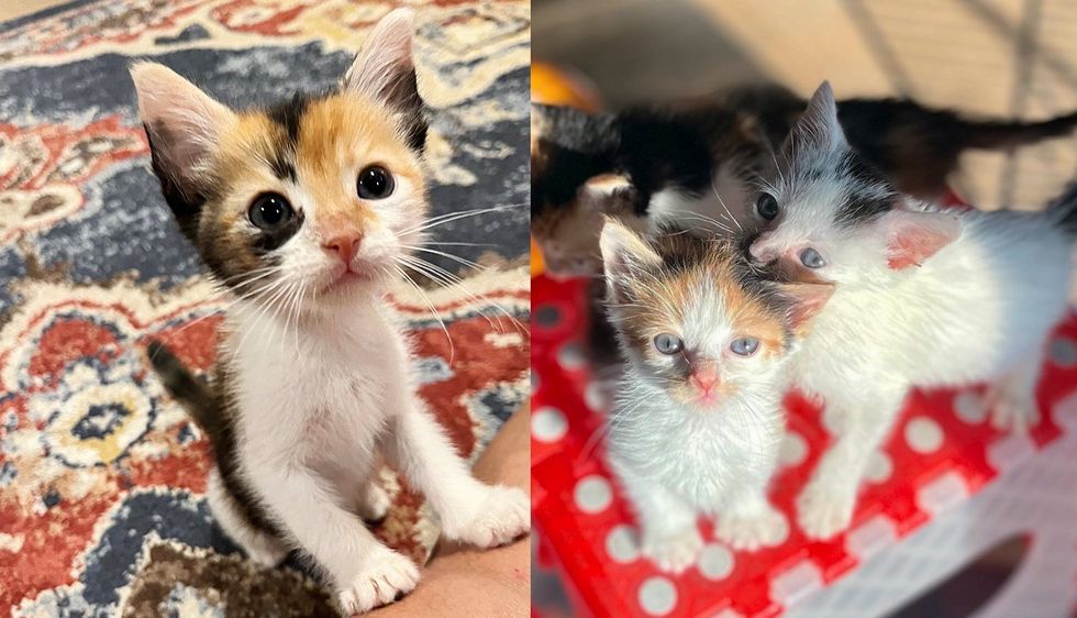 Family Saw Kittens Inside that Didn't Belong To Them, Discovered They'd Been Brought in Through Pet Entrance