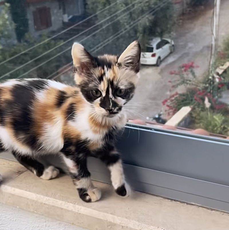 calico kitten polly