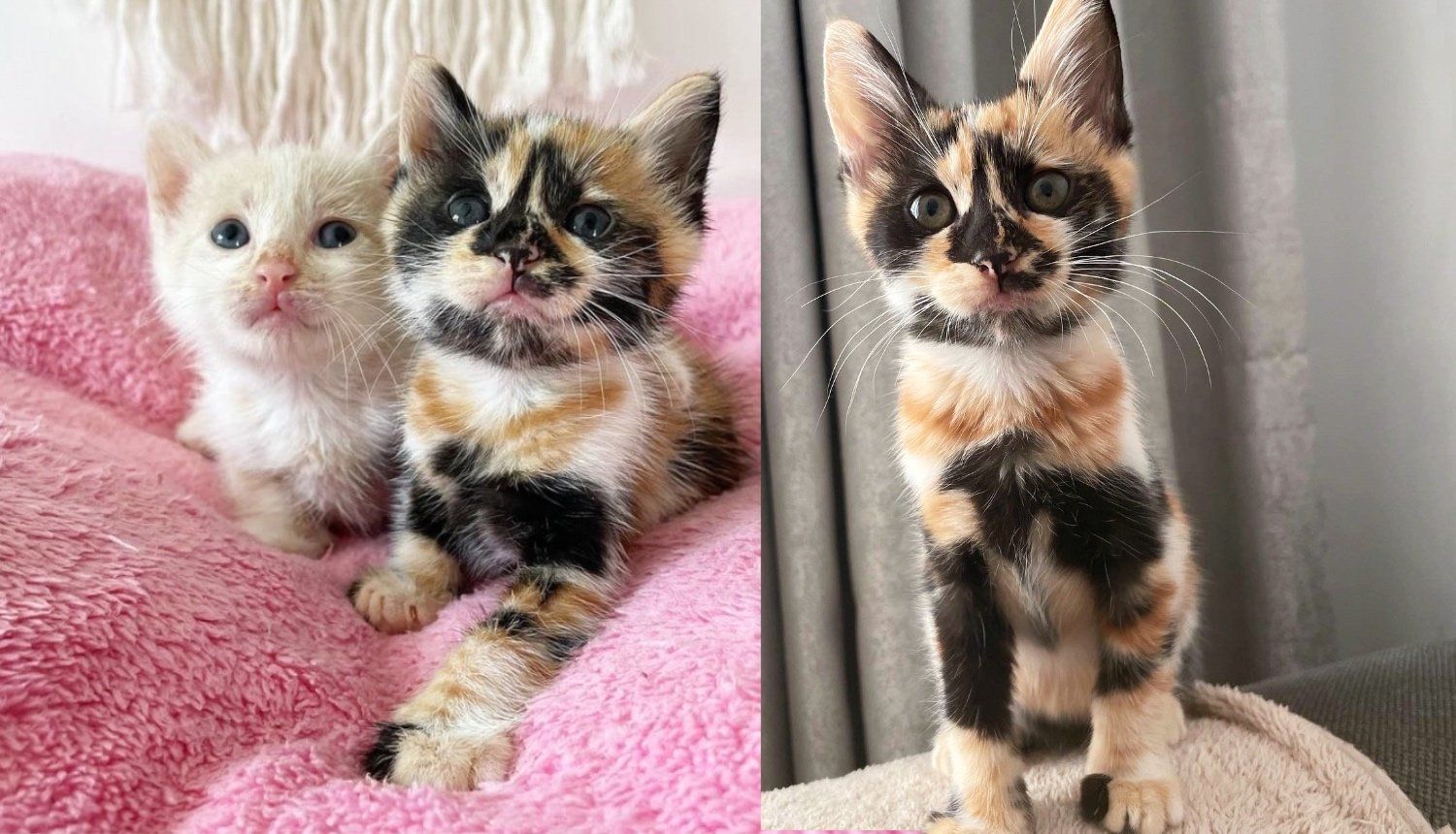 Buy Calico kitten lot