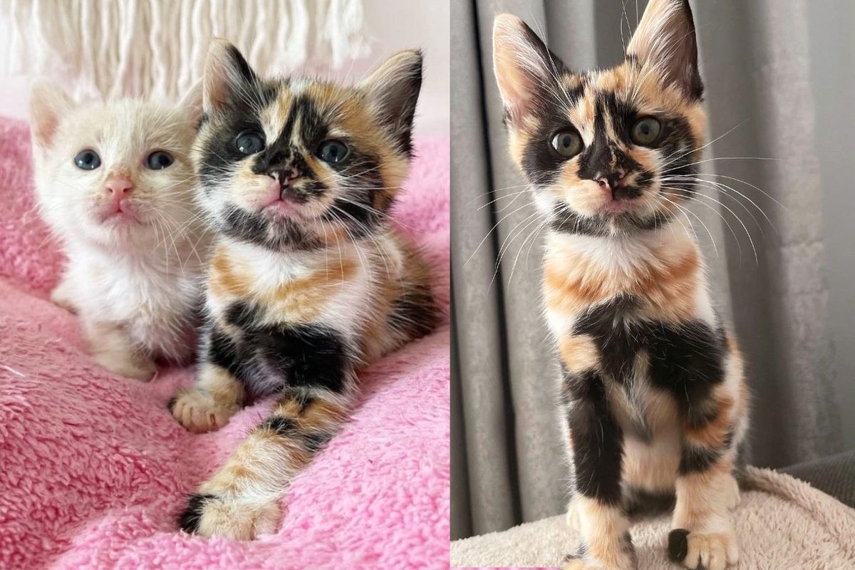 Kitten with Beautiful Markings Found Roaming Outside, 2 Months Later, Her Wish Comes True with 3 Other Cats