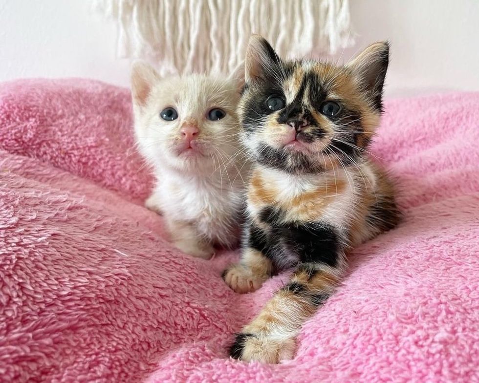 sweet kittens calico