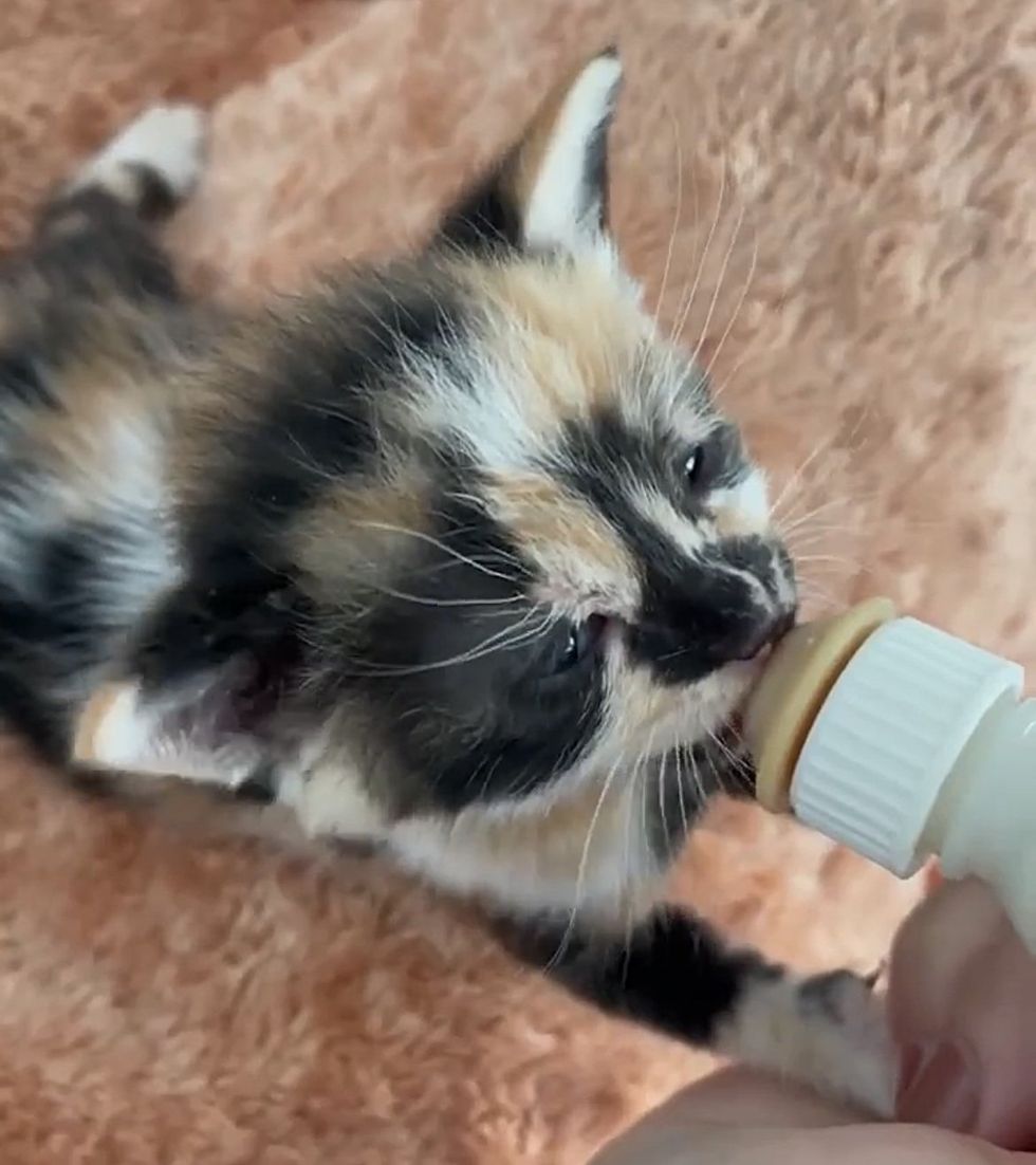 calico kitten bottle