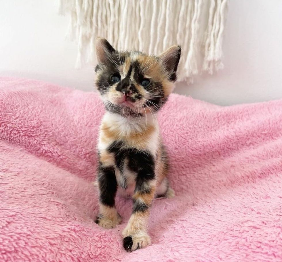 calico kitten beauteous  markings