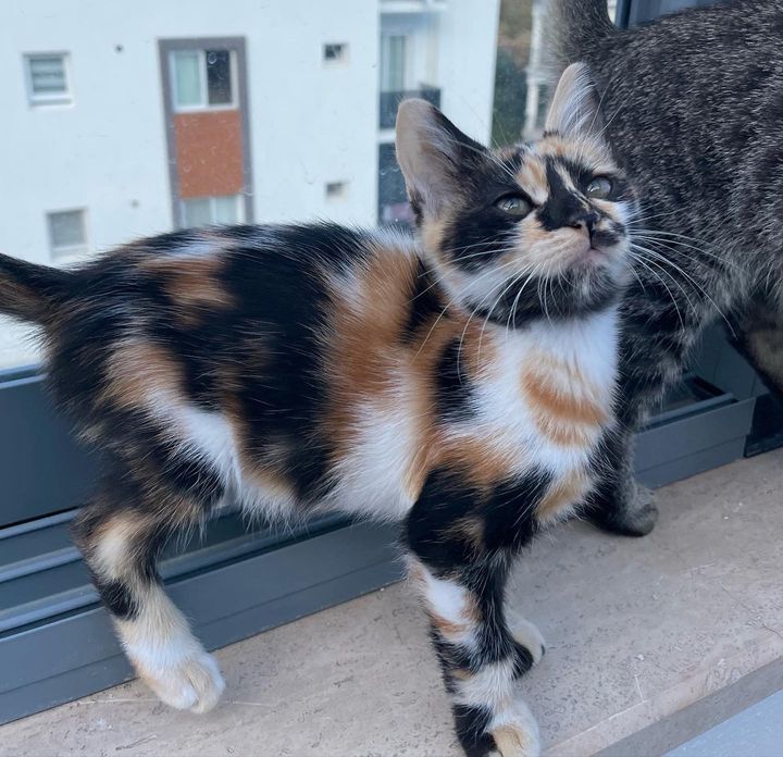 calico kitten beautiful markings