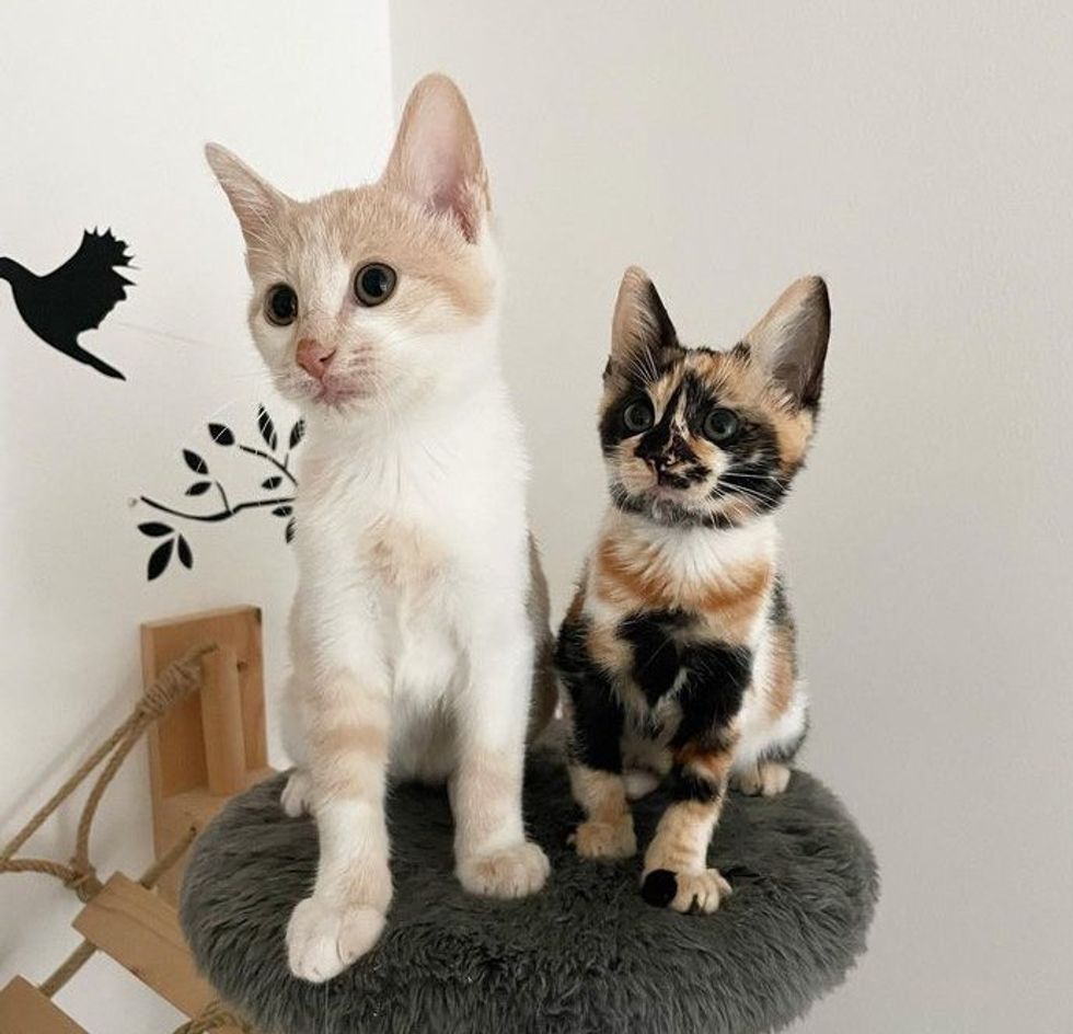 Stunning Markings Kitten Finds Her Forever Family