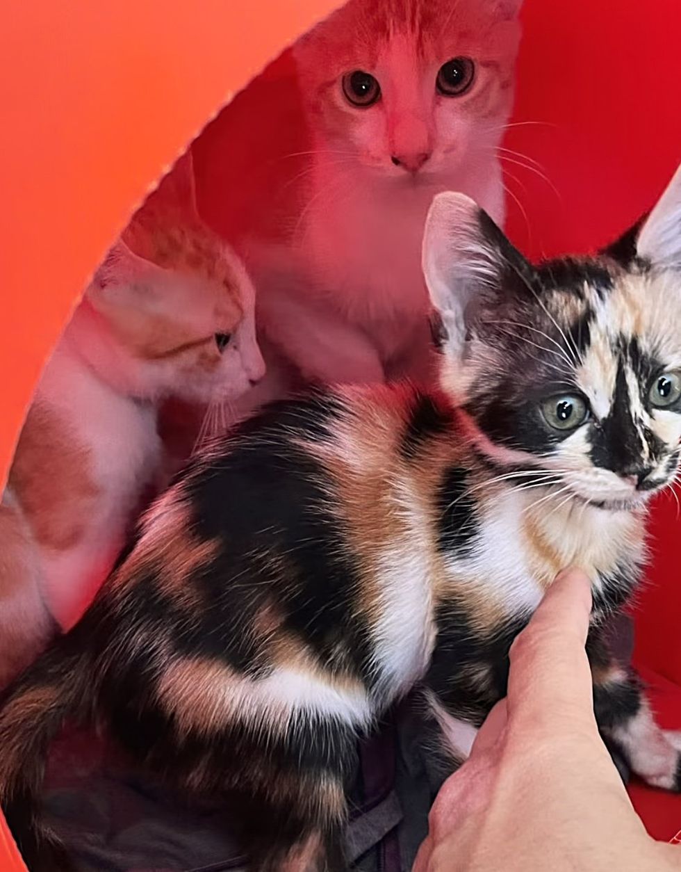 calico kittens forever home