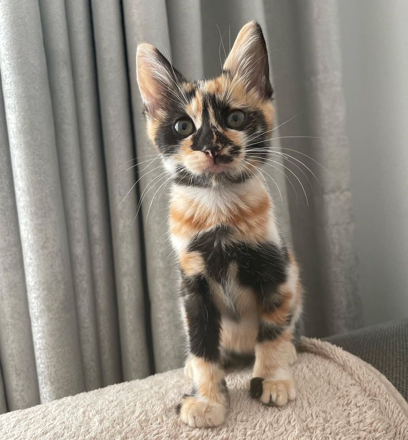 stunning calico kitten cat