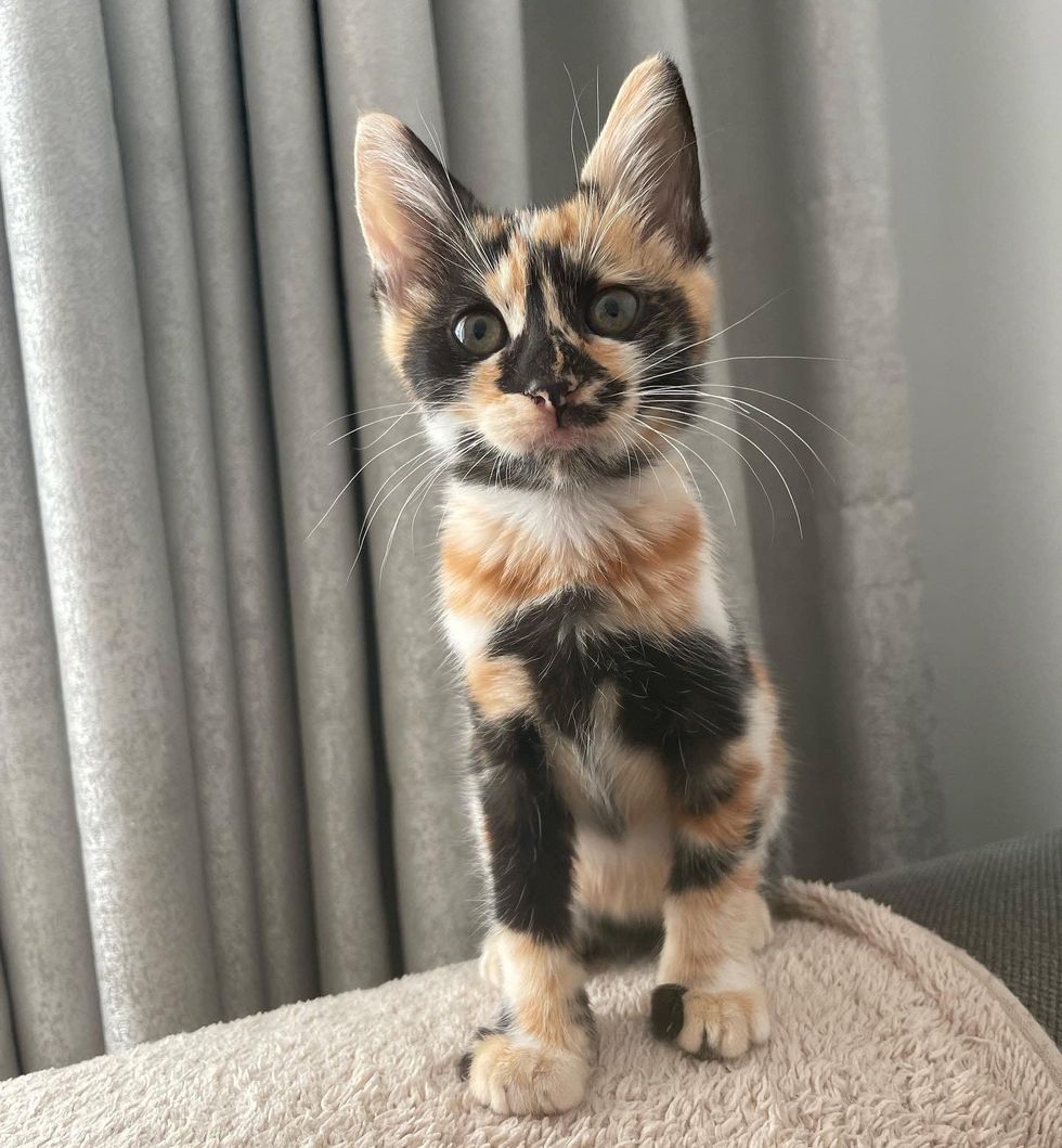 stunning calico kitten cat