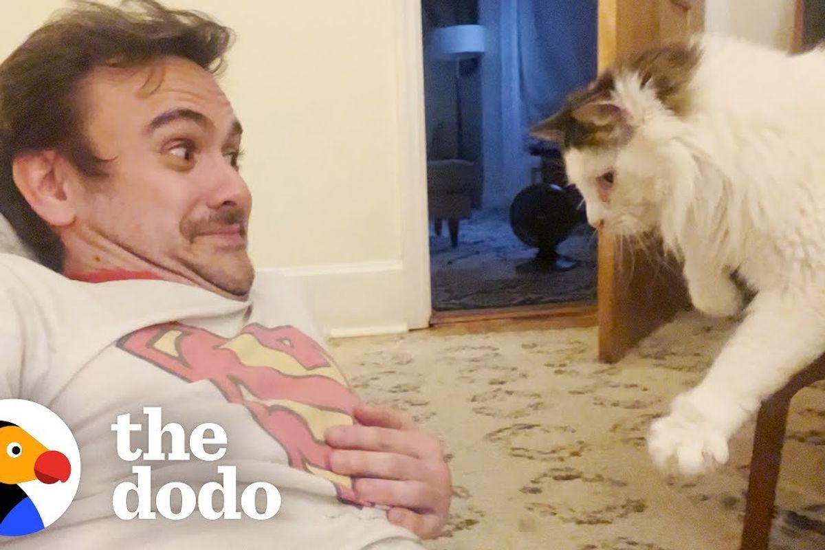 the dodo; cats; funny cat videos; viral cat video; cat distribution system; obsessed cat