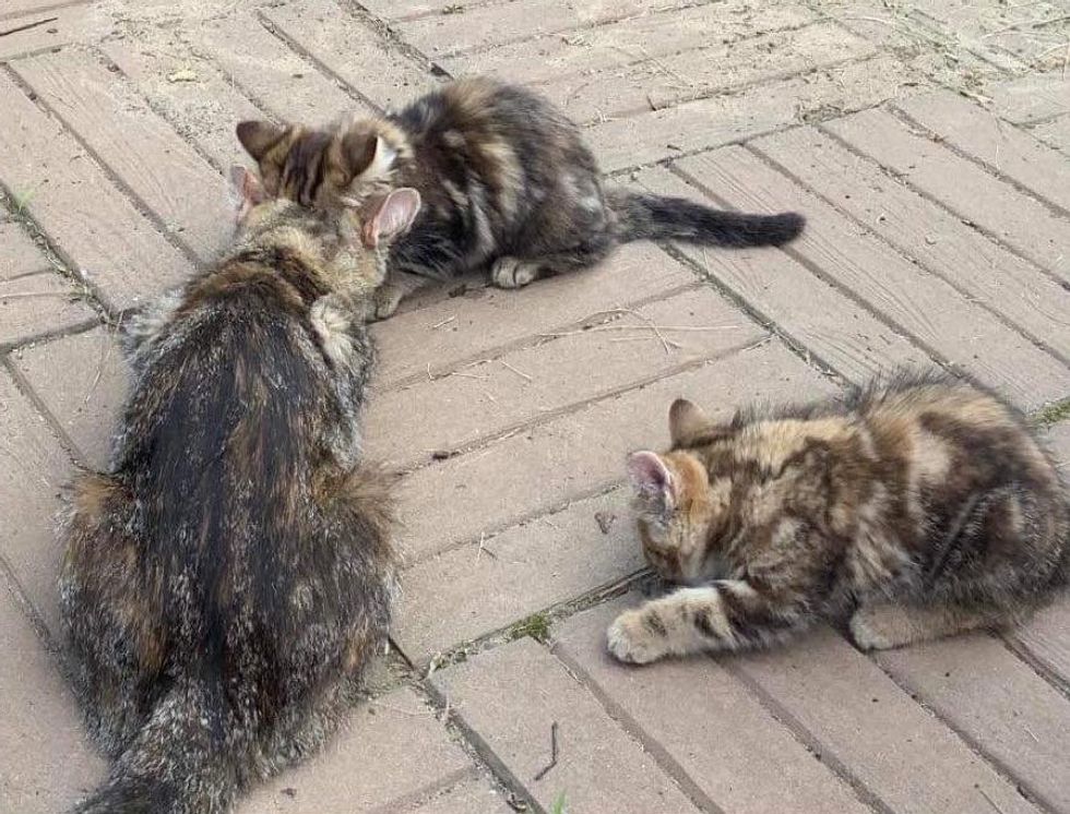 tabby feline  kittens stray