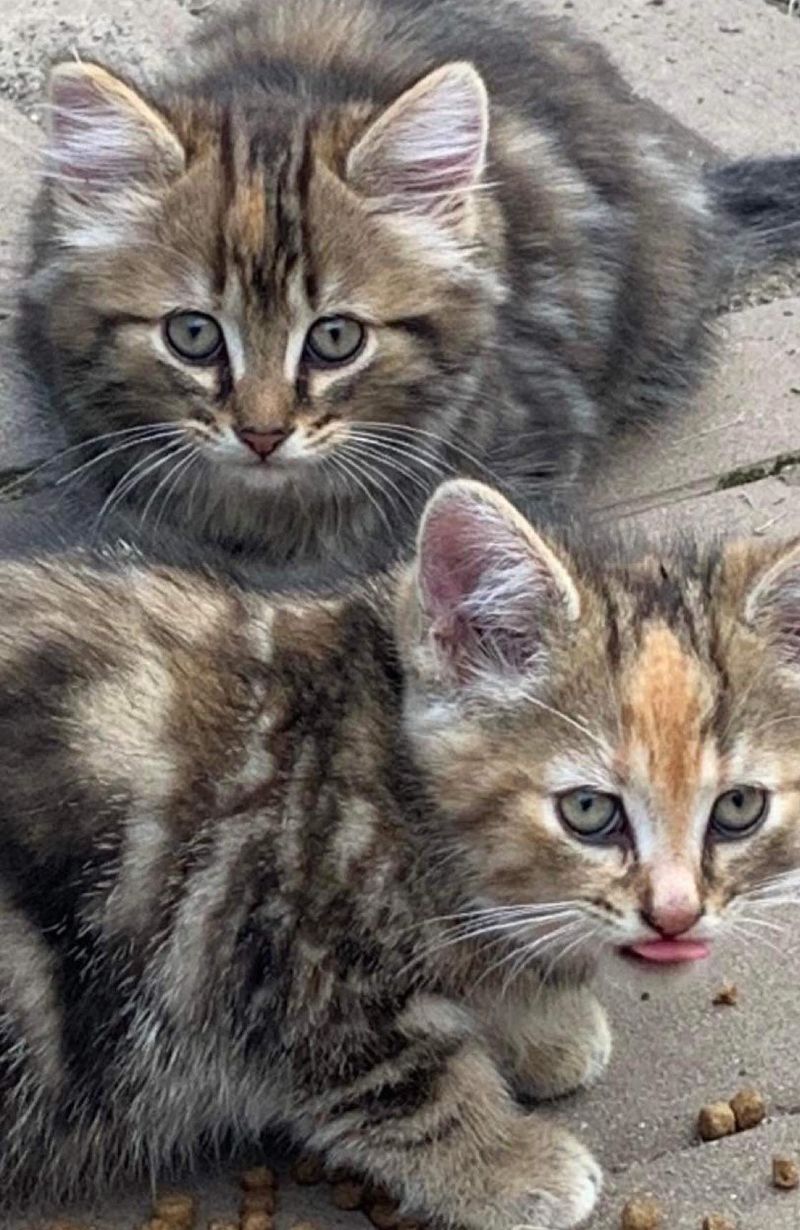 kittens feral tabbies