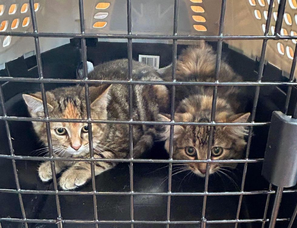 torbie kittens rescued