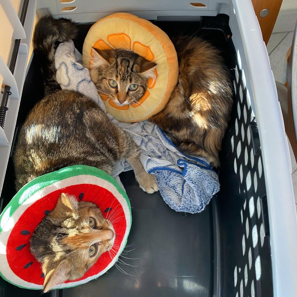 torbie kittens cones