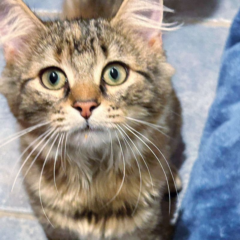 fluffy torbie kitten