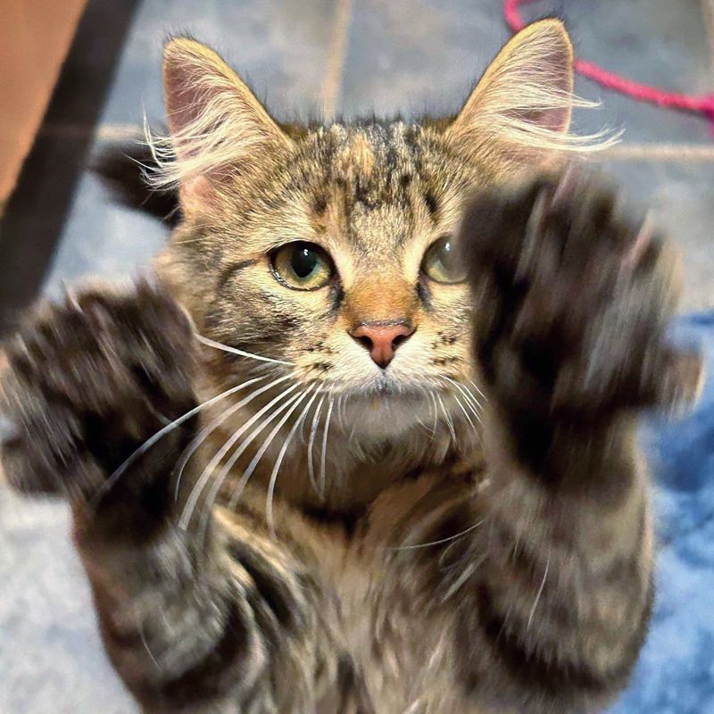 playful torbie kitten