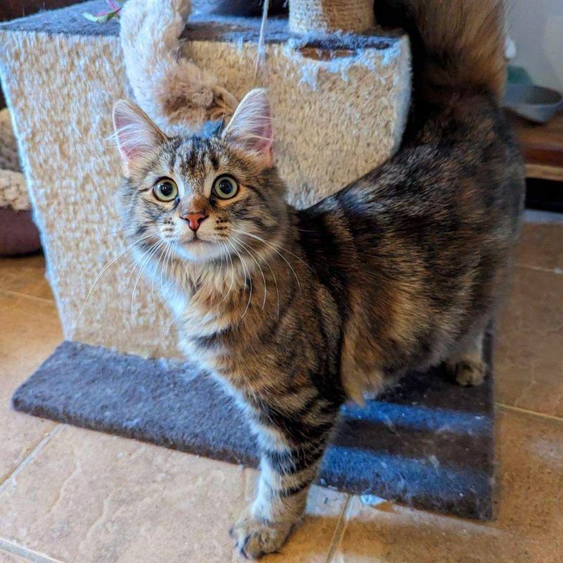 beautiful fluffy torbie kitten cat