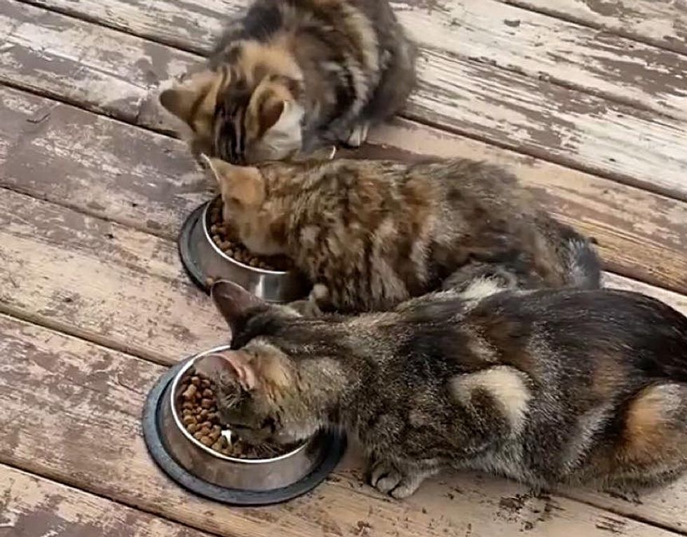 stray feline  kittens eating