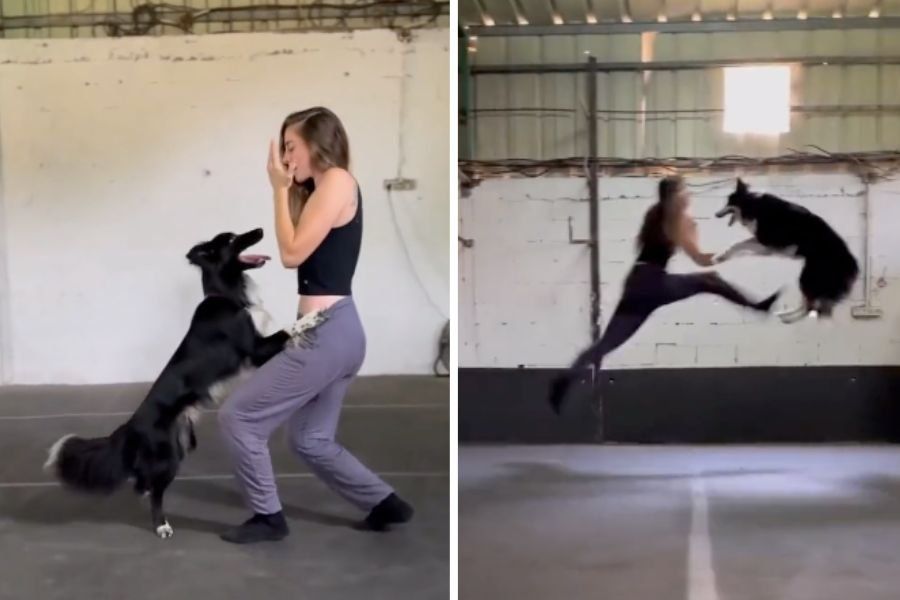 Woman does choreographed dance with border collie dog - Upworthy