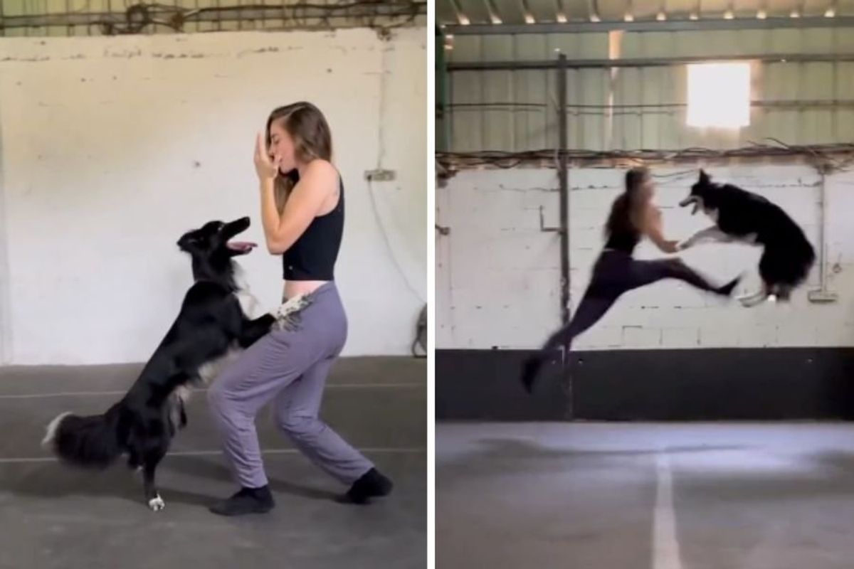 border collie dancing with a woman