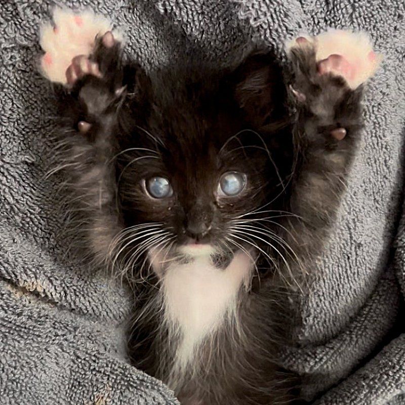 tuxedo kitten eyes fluffy