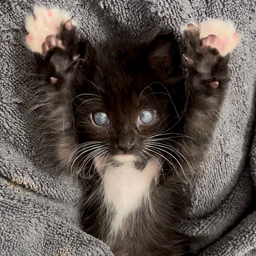 tuxedo kitten eyes fluffy