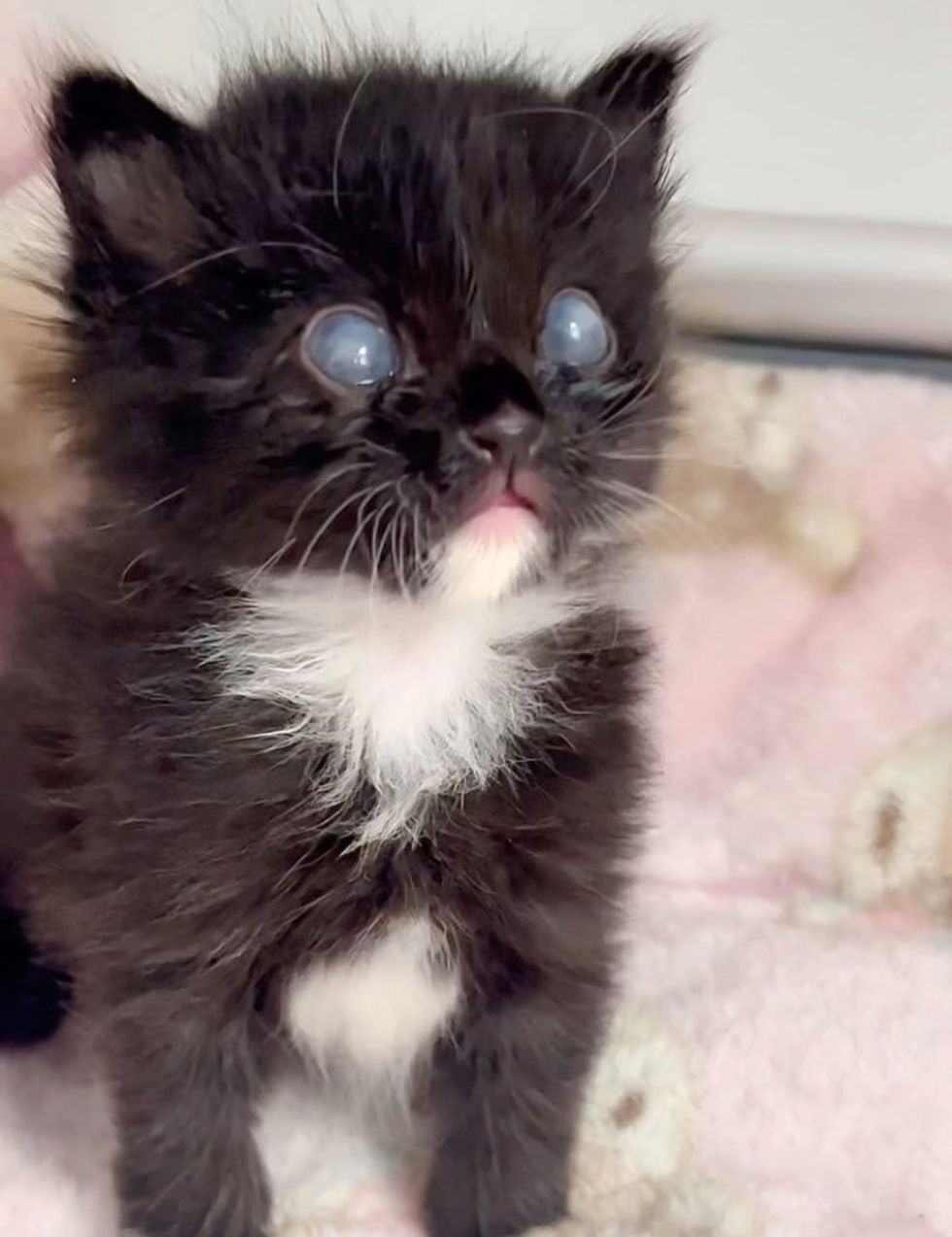 tuxedo kitten ocean eyes